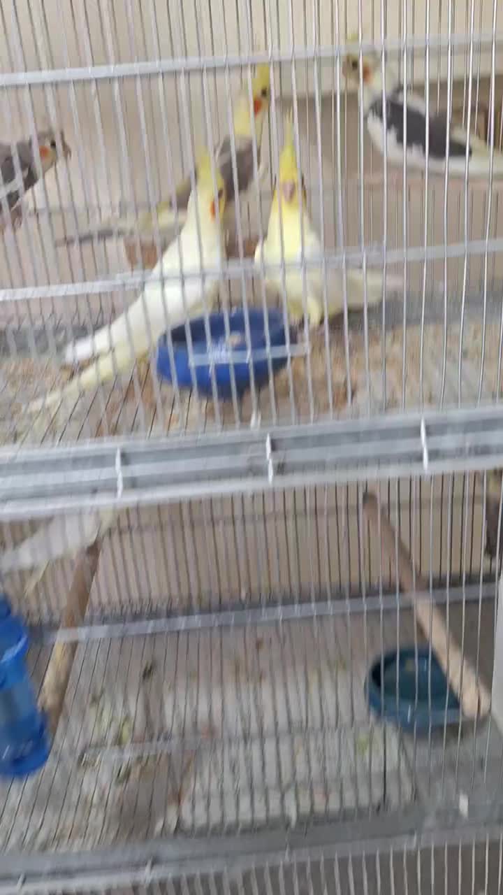 عروس هلندی|پرنده|قزوین, |دیوار