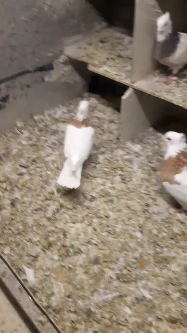 کبوتر طوقی لیمو|پرنده|کرمانشاه, |دیوار