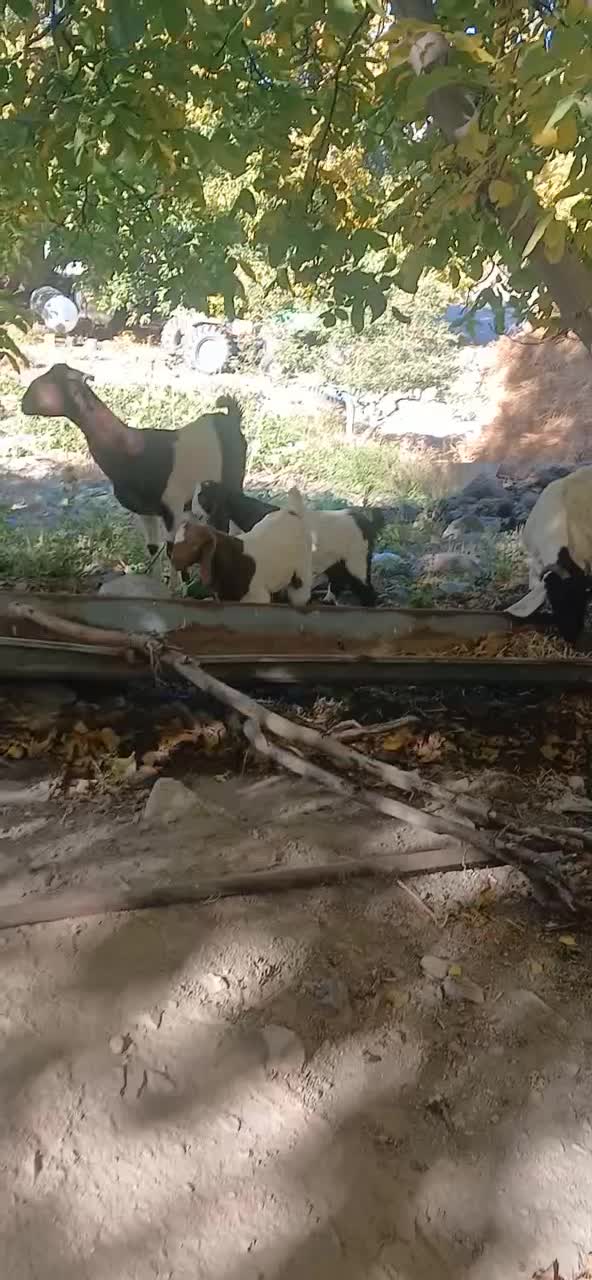 سلام دوعدد بز پاکستانی با بزغاله اش|حیوانات مزرعه|سراب, |دیوار