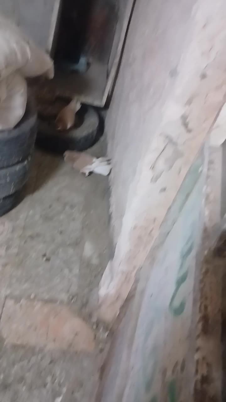 ساده زرد|پرنده|خوشاب, |دیوار