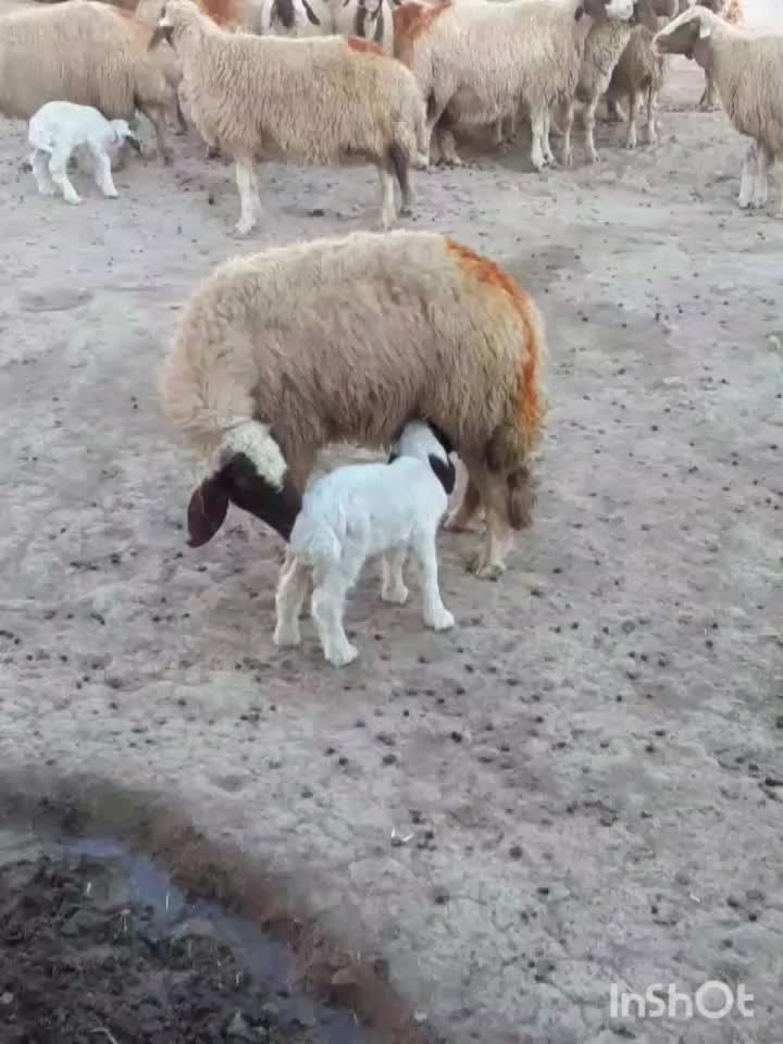 میش سنجابی|حیوانات مزرعه|اسلامآباد غرب, |دیوار