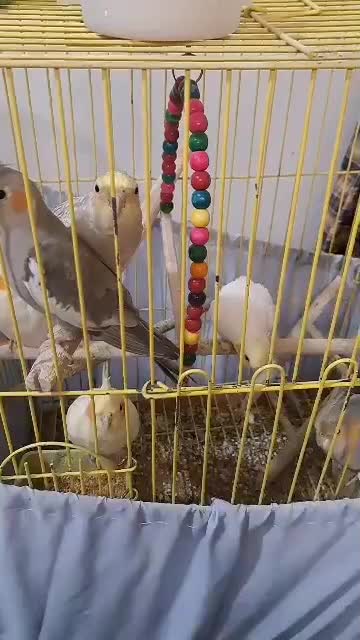 ۳۰ عدد عروس هلندی|پرنده|شاهین‌شهر, شهرک ردانی پور|دیوار