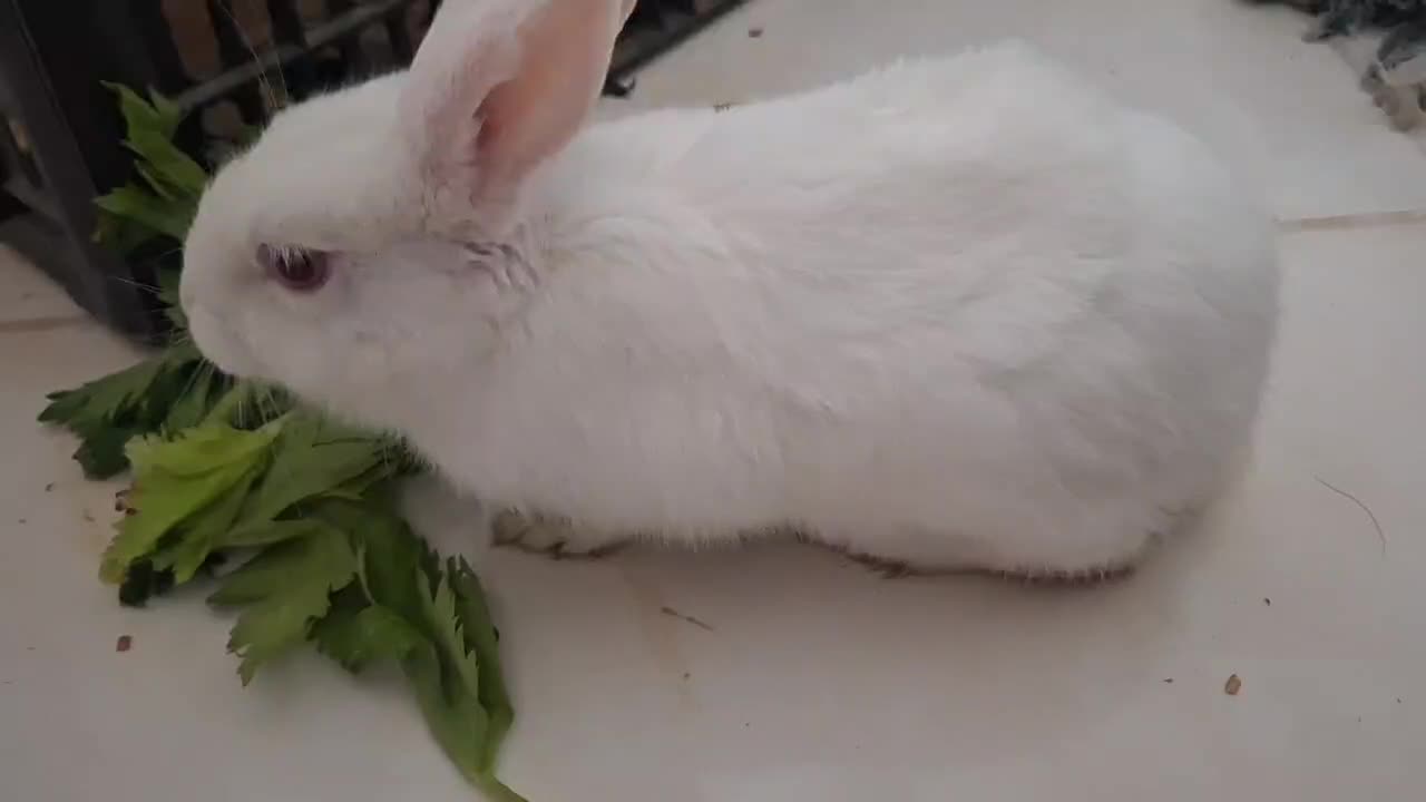 خرگوش نر سفیدو چشم قرمز،باهوش|موش و خرگوش|مشهد, چهارچشمه|دیوار