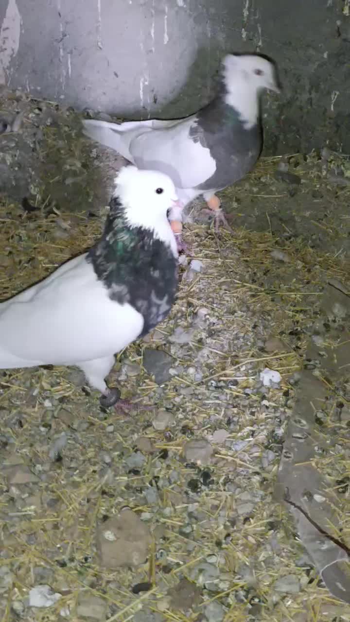 کبوتر|پرنده|پلدختر, |دیوار