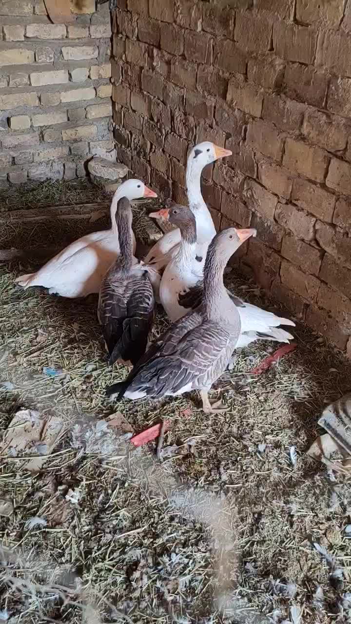 غاز جوان 5عدد|حیوانات مزرعه|قزوین, |دیوار