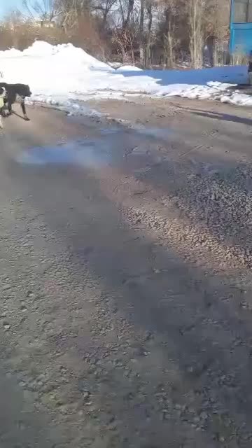 سگ لاس|سگ|فارسان, |دیوار