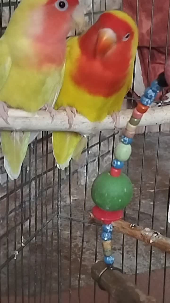 جفت طوطی برزیلی مولد قطعه دار|پرنده|خوی, |دیوار