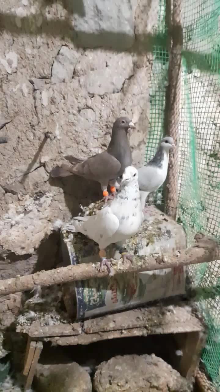 چهارتا کبوتر دوتا نردوتاماده|پرنده|قزوین, |دیوار