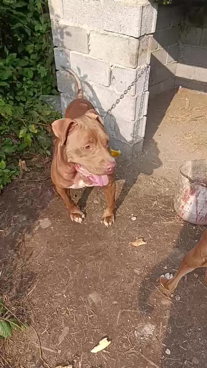 واگذاری پیتبول بولی ۲ساله ماده توله دهی خوبی داره|سگ|املش, |دیوار