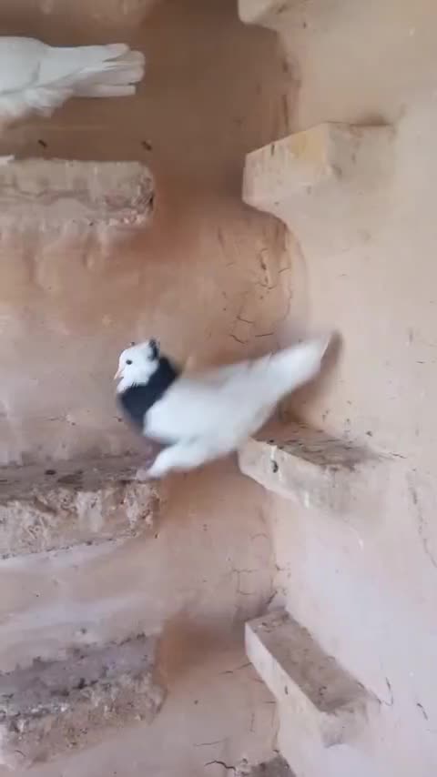 ۵ عدد طوقی سیاه ماده پاک|پرنده|عطاملک, |دیوار