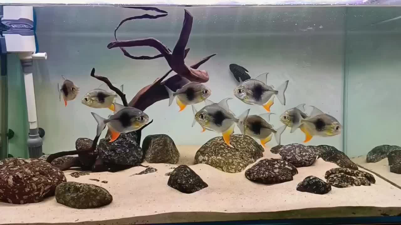 بلک بری|ماهی|کرج, گوهردشت|دیوار