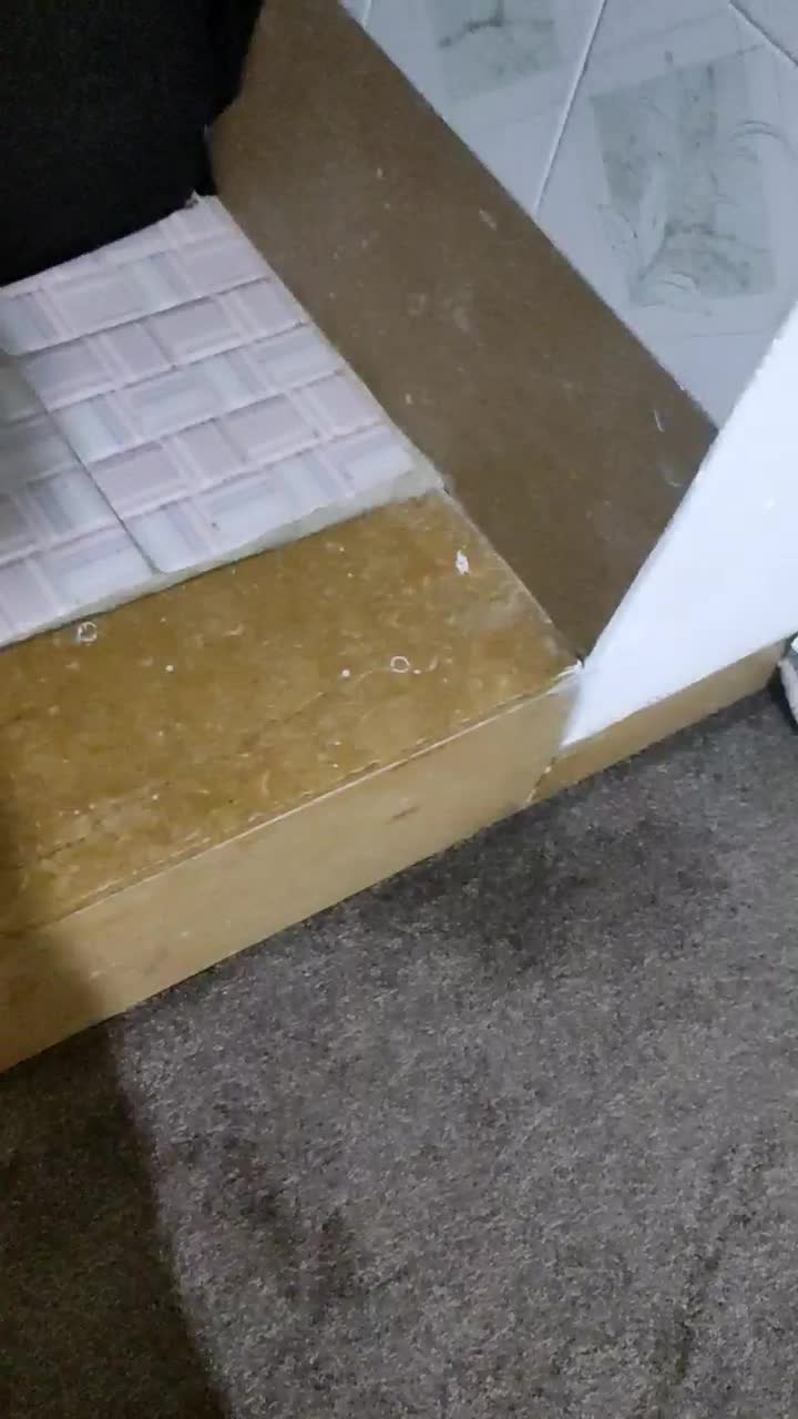 کبوتر یا کفتر دم سیاه|پرنده|شیراز, تندگویان|دیوار