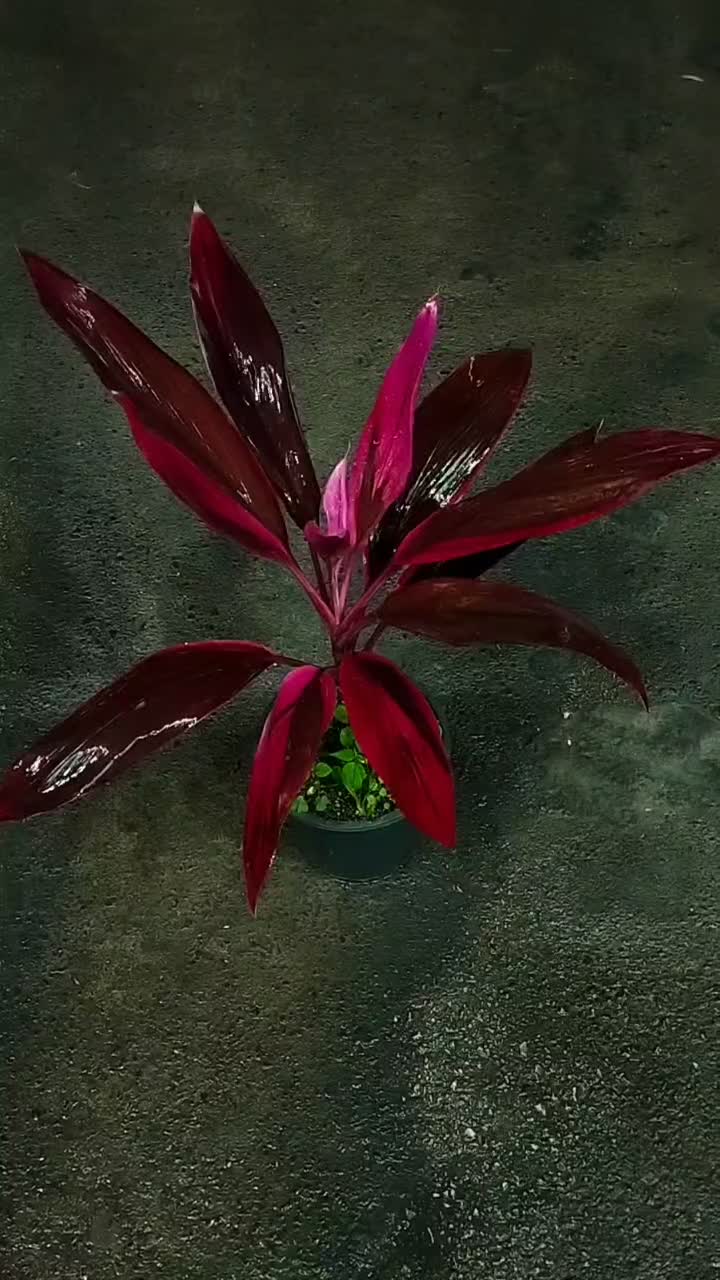 کوردلین سرخ|گل و گیاه طبیعی|نیشابور, شهرک قدس|دیوار