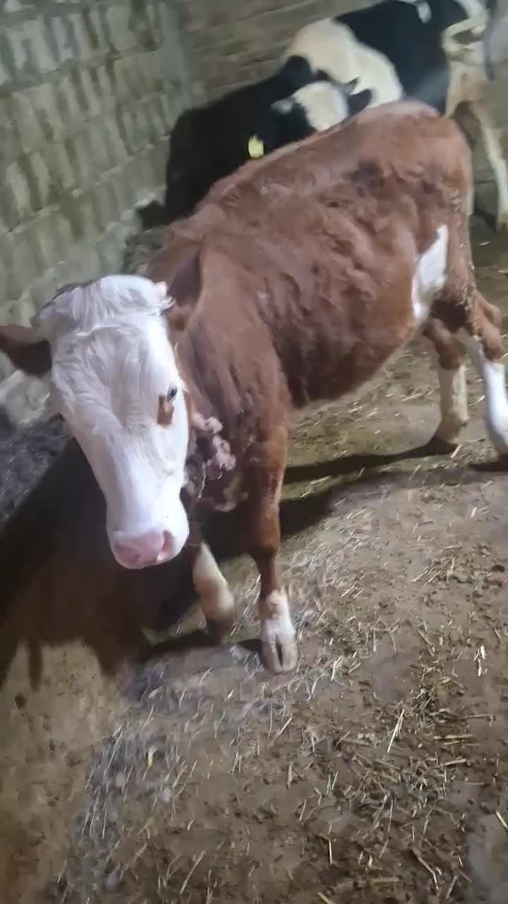 دو تا نر یدونه ماده سیمنتال|حیوانات مزرعه|قصابه, |دیوار