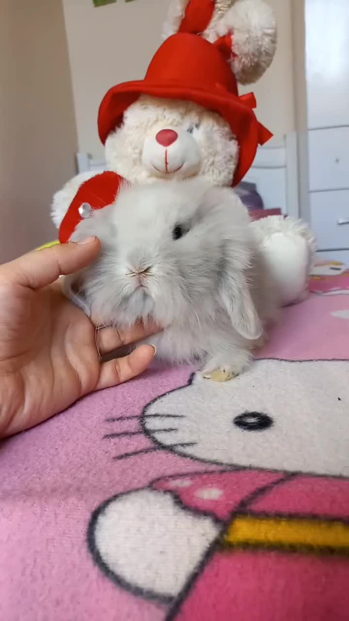 خرگوش مینی لوپ نسکافه ای|موش و خرگوش|کرج, کرج نو|دیوار