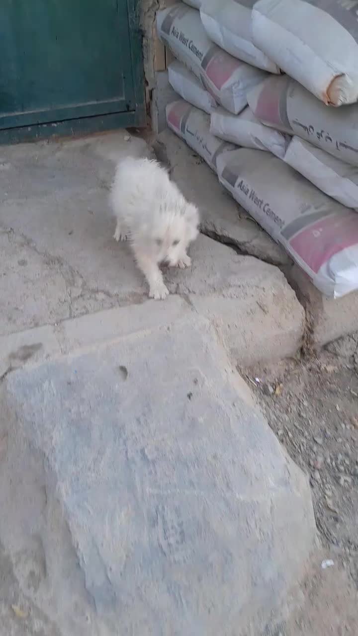 پاپی پشمالو خانگی|سگ|تربت جام, والفجر|دیوار