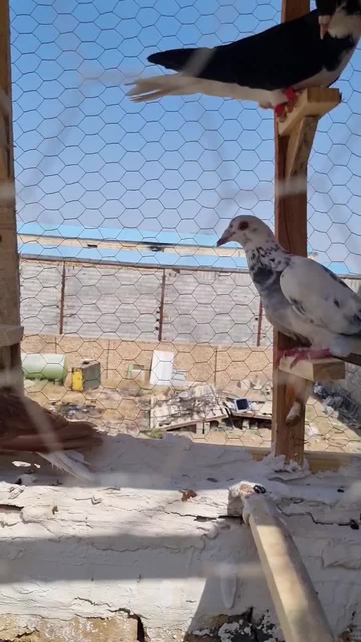 کفتر|پرنده|مشهد, شترک|دیوار