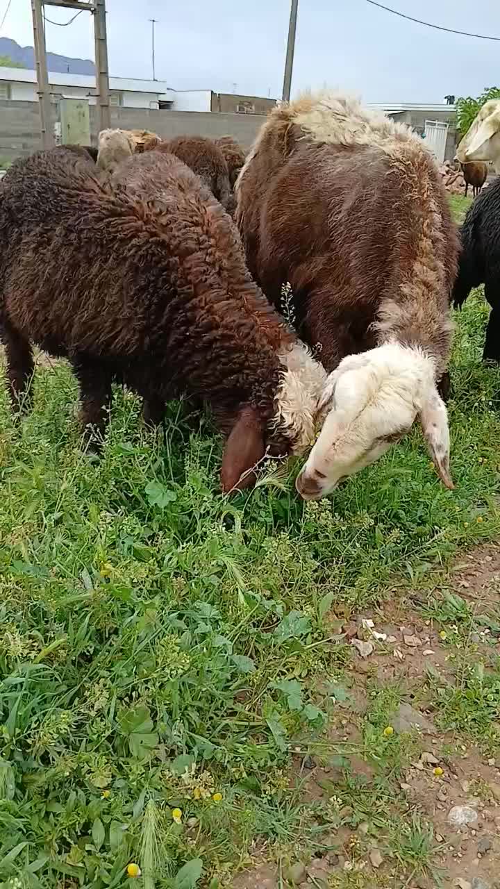 میش|حیوانات مزرعه|خرم‌آباد, |دیوار