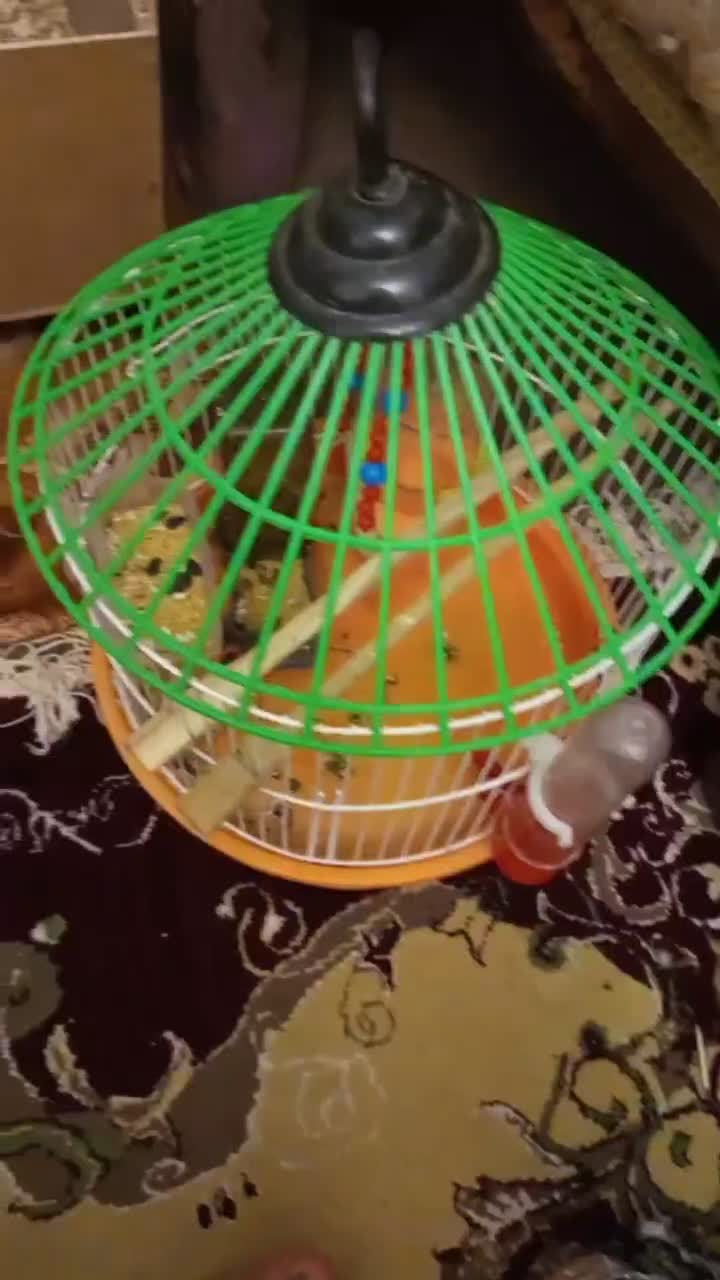 عروس هلندی اهلی|پرنده|سهند, |دیوار