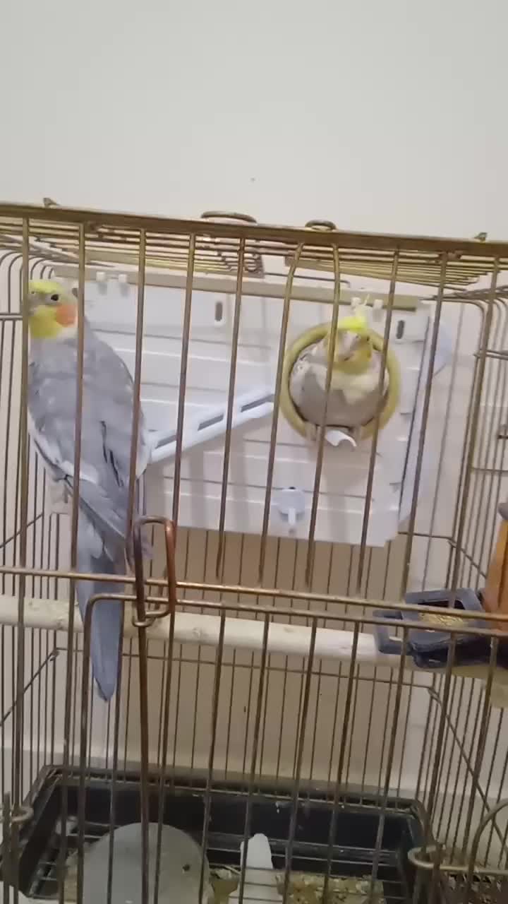 عروس هلندی|پرنده|تهران, مختاری|دیوار