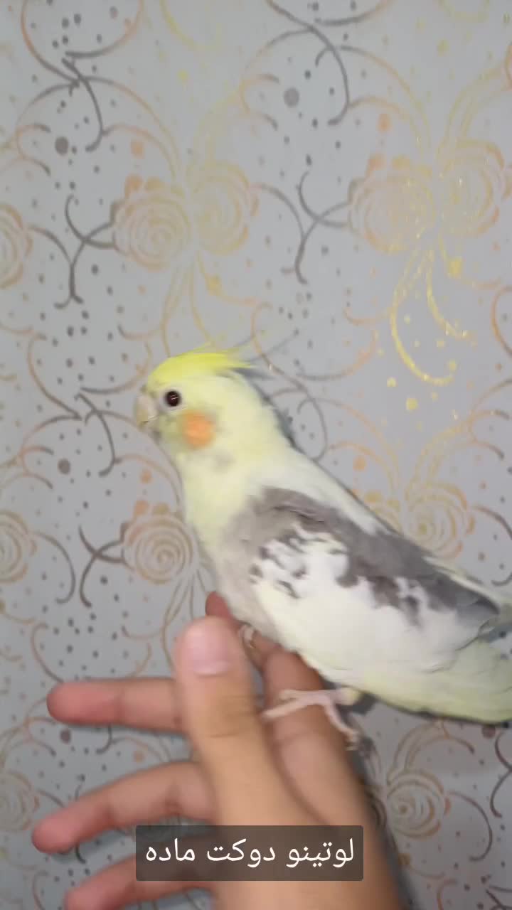 عروس هلندی ماده(لوتینو دوکت)۳ماه نیم.رام.و دستی|پرنده|لاهیجان, لیالستان|دیوار