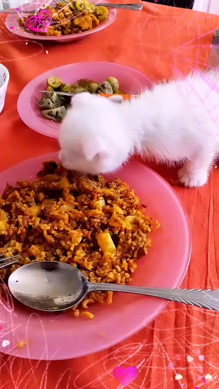 واگذاری گربه اسکاتیش|گربه|سقز, |دیوار