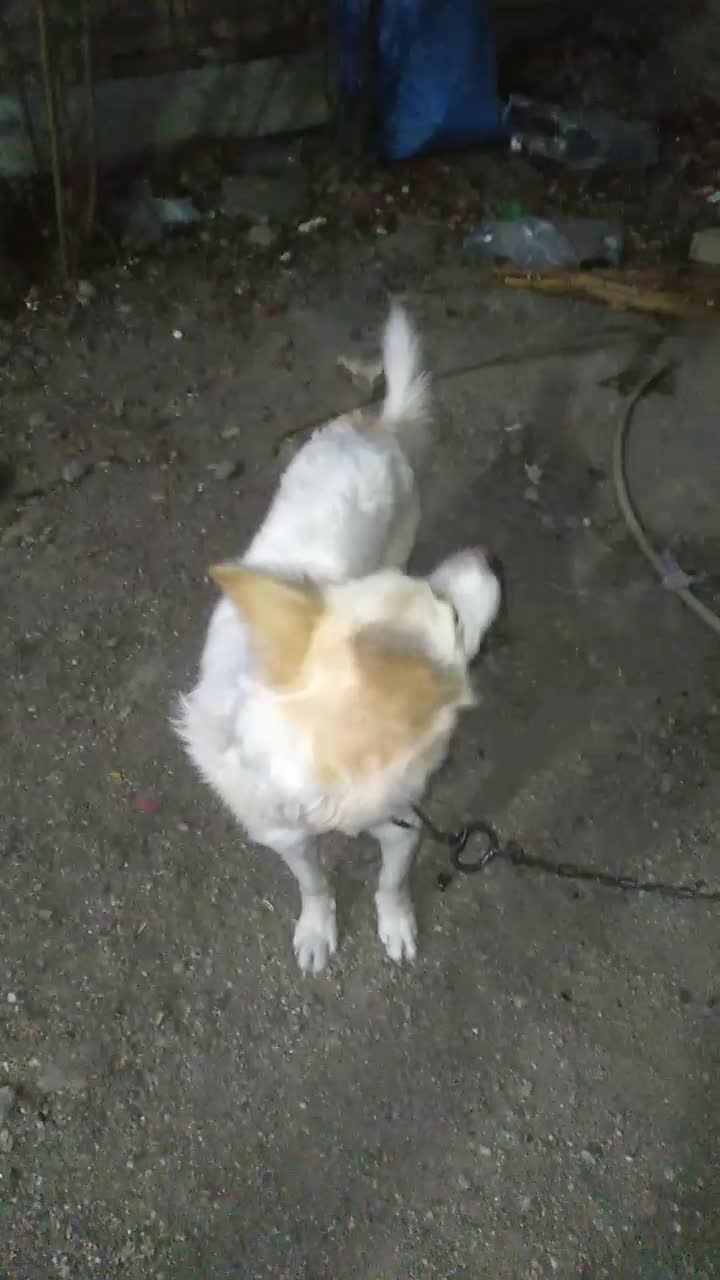 واگزاری سگ پامر روباهی|سگ|مینودشت, |دیوار