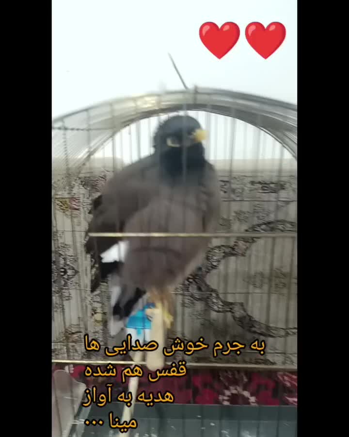 مرغ مینا|پرنده|اهر, |دیوار