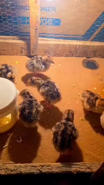 جوجه بوقلمو|حیوانات مزرعه|یزد, |دیوار