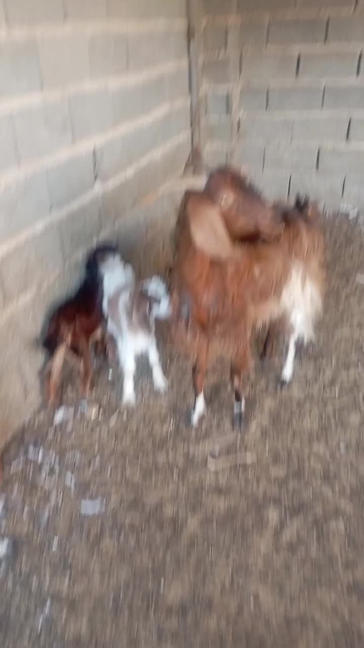 بز هیکلی دو کهره ای جوان|حیوانات مزرعه|سعدآباد, |دیوار