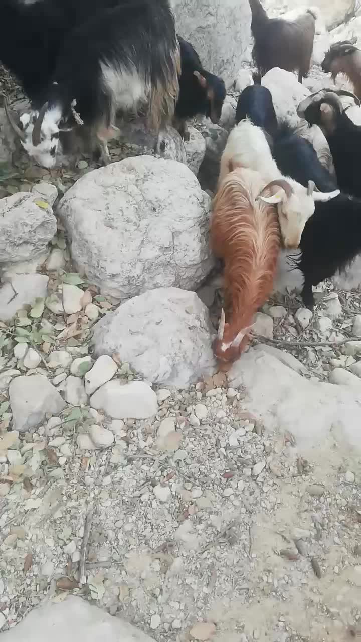 باسلام فروش 14 راس بزداشتی ابستن|حیوانات مزرعه|کازرون, |دیوار