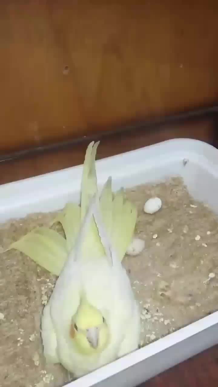 گم شده|حیوانات|پرند, فاز ۵|دیوار