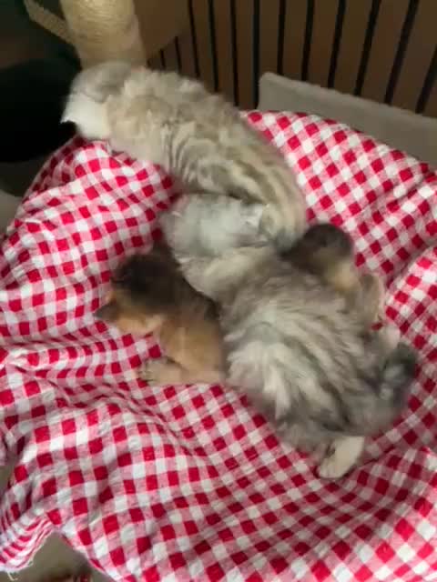 گربه سیلور تبی اسکاتیش|گربه|چالوس, |دیوار