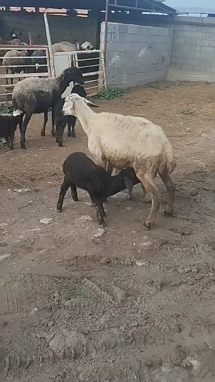 گوسفند|حیوانات مزرعه|سیمین شهر, |دیوار