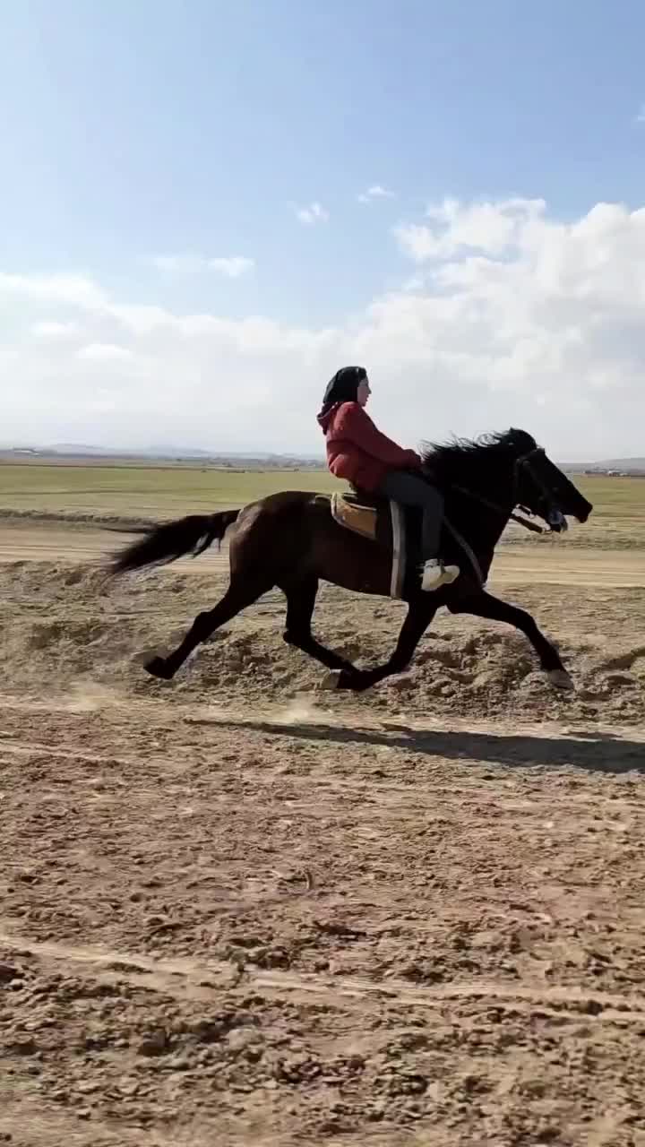 سوار کاری بااسب|اسب و تجهیزات اسبسواری|نیشابور, عطار|دیوار