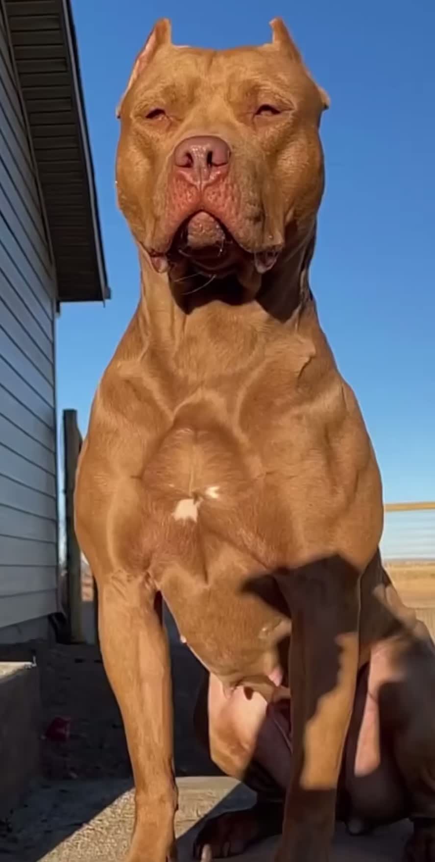 سگ پیت بول توله|سگ|تهران, آجودانیه|دیوار