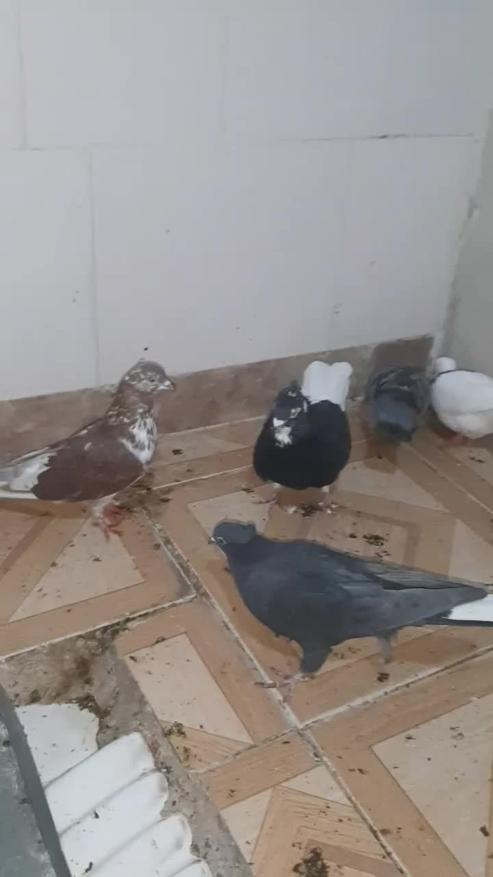 دوازده عدد کبوتر تهرانی،خال،رنگی|پرنده|ایلام, |دیوار