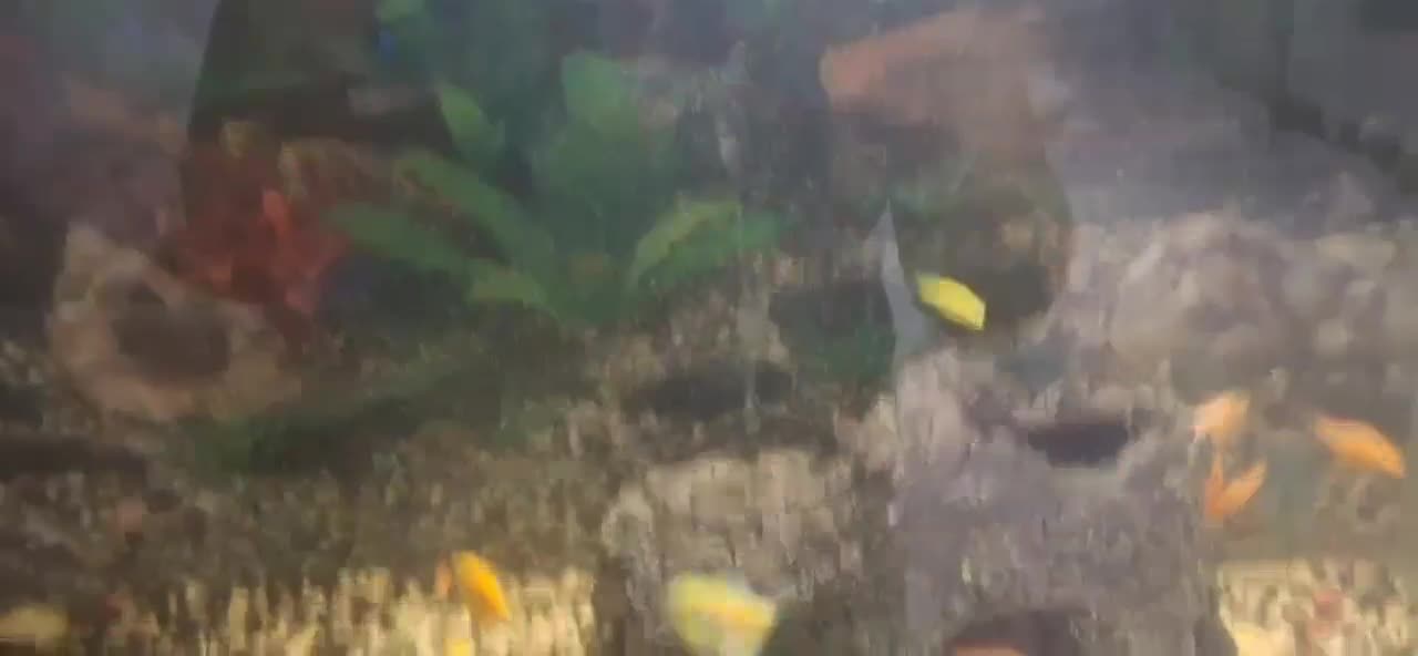 آکواریم بزرگ به همراه ماهی|ماهی|مشهد, انقلاب|دیوار