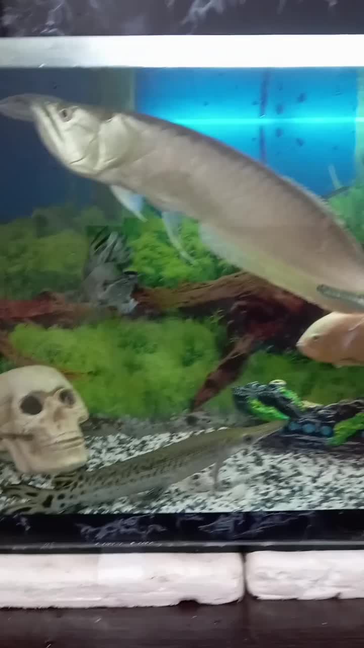 ماهی|ماهی|مرند, |دیوار