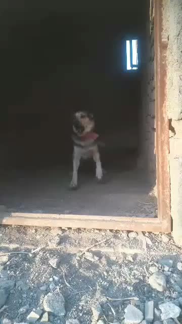 سگ نگهبان|سگ|محمدشهر, محمدشهر|دیوار