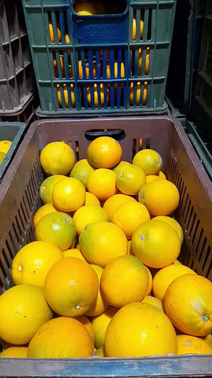 فروش پرتقال تامسون شمال|خوردنی و آشامیدنی|گتاب, |دیوار