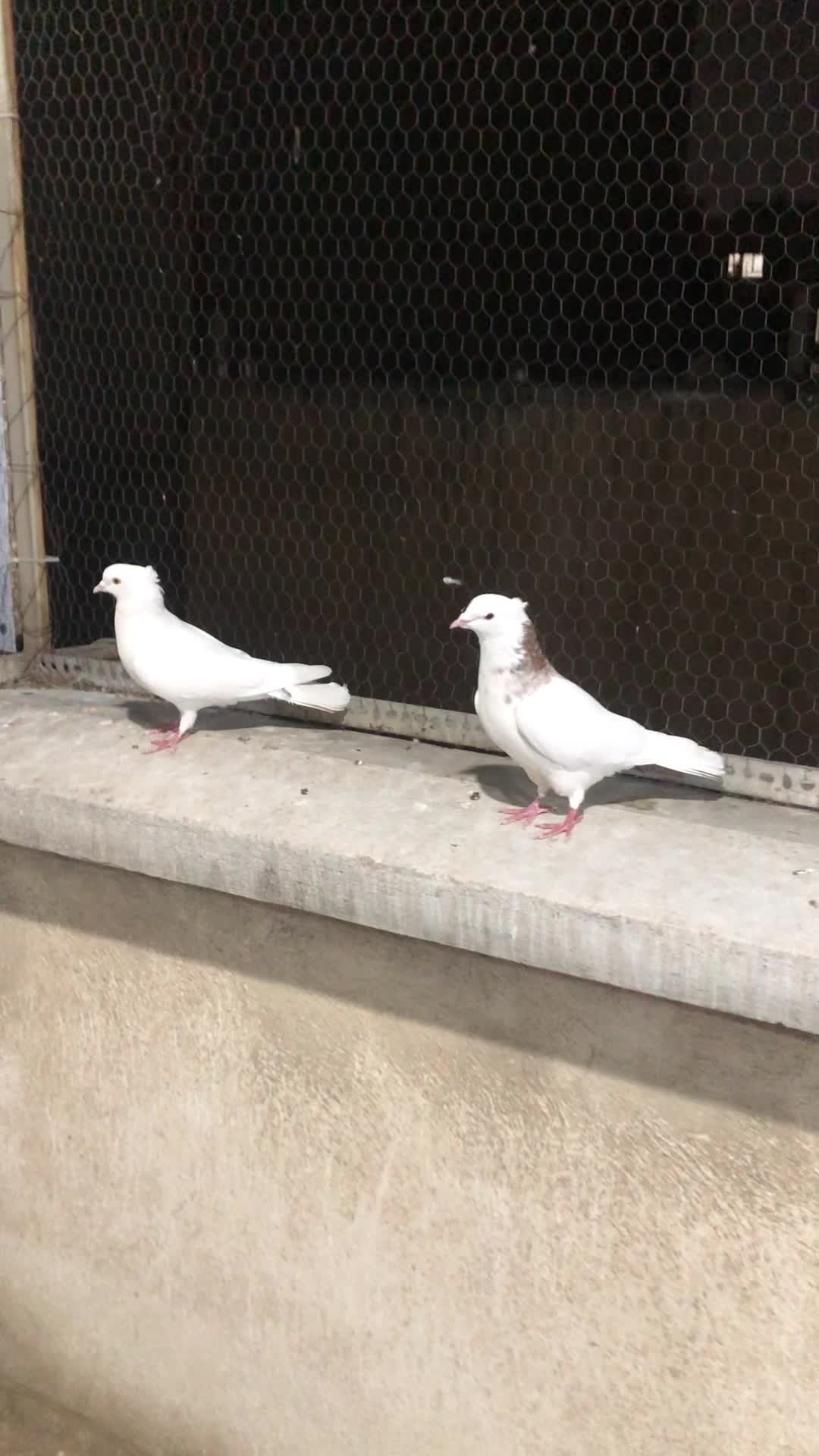 کبوتر|پرنده|ری, منصوریه منگل|دیوار