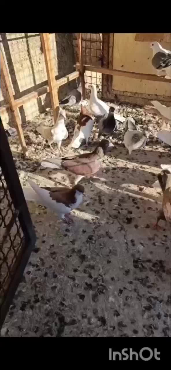 20 تا ی بوم|پرنده|قزوین, |دیوار