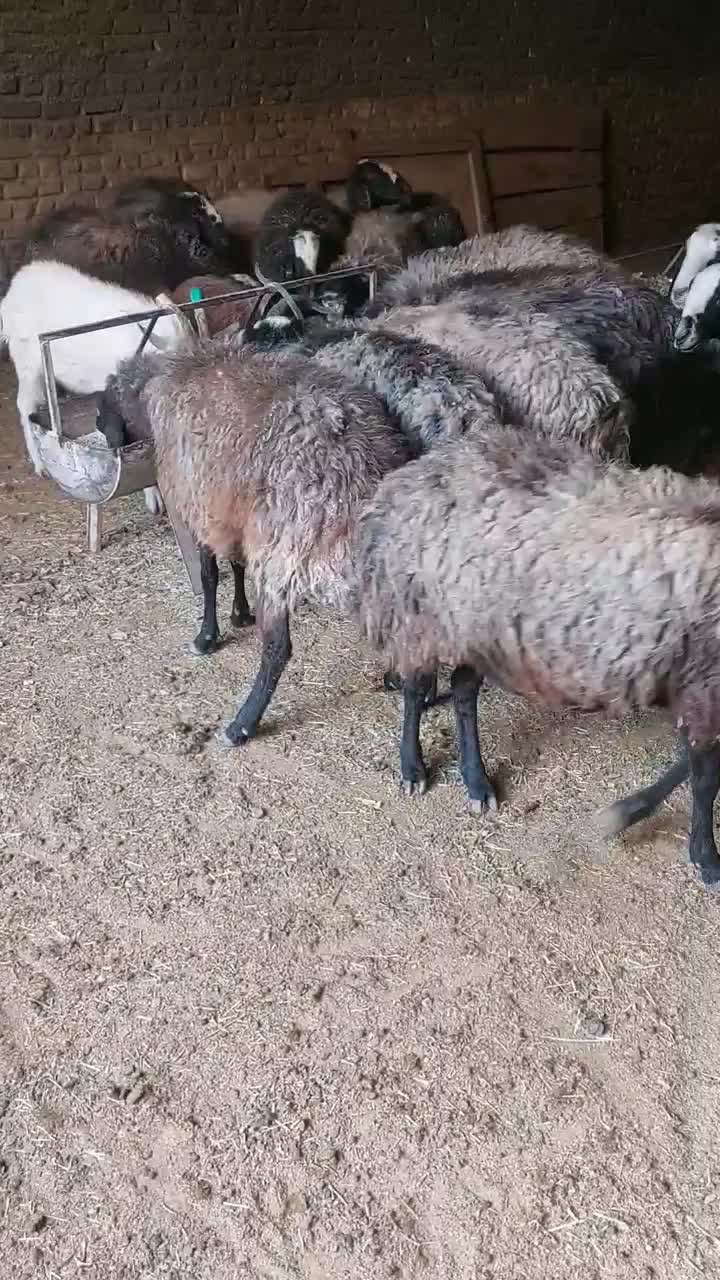 میش شال آبستن|حیوانات مزرعه|اردکان, |دیوار