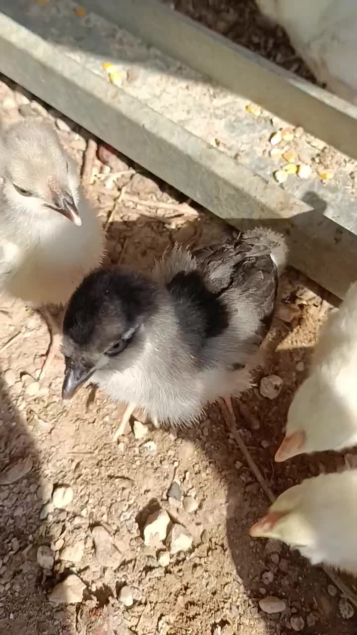 جوجه گلین|حیوانات مزرعه|خورموج, |دیوار