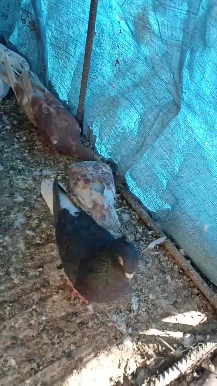 تعدادی کبوتر ملقی فروشی|پرنده|بافت, |دیوار