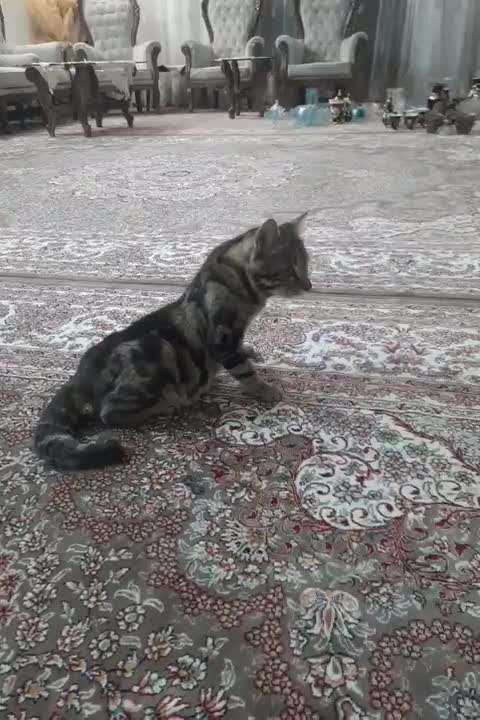 گربه|گربه|نجفآباد, ویلاشهر|دیوار