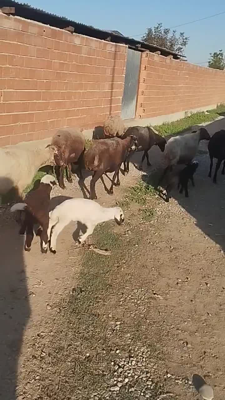 گوسفند|حیوانات مزرعه|سیمین شهر, |دیوار