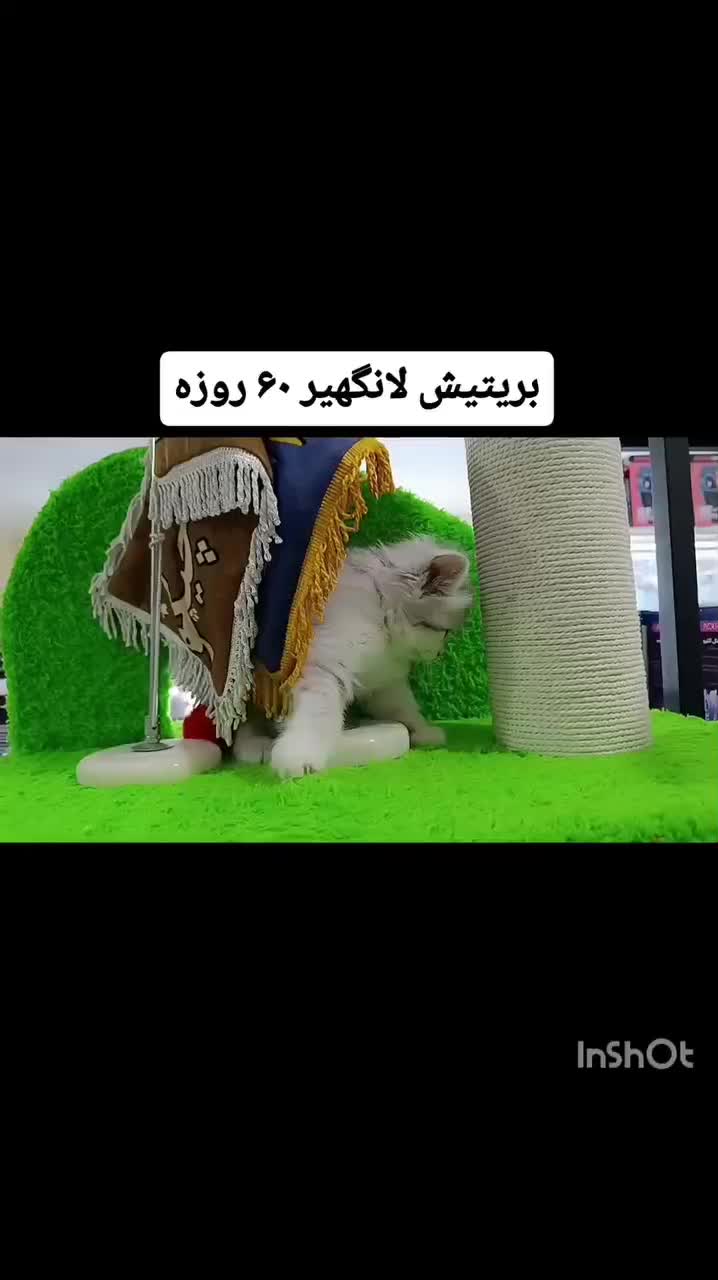 بریتیش سیلور مو بلند|گربه|آبادان, |دیوار