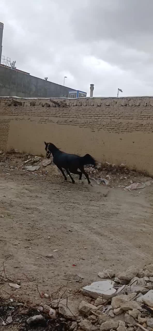 اسب|اسب و تجهیزات اسب‌سواری|پیر بکران, |دیوار